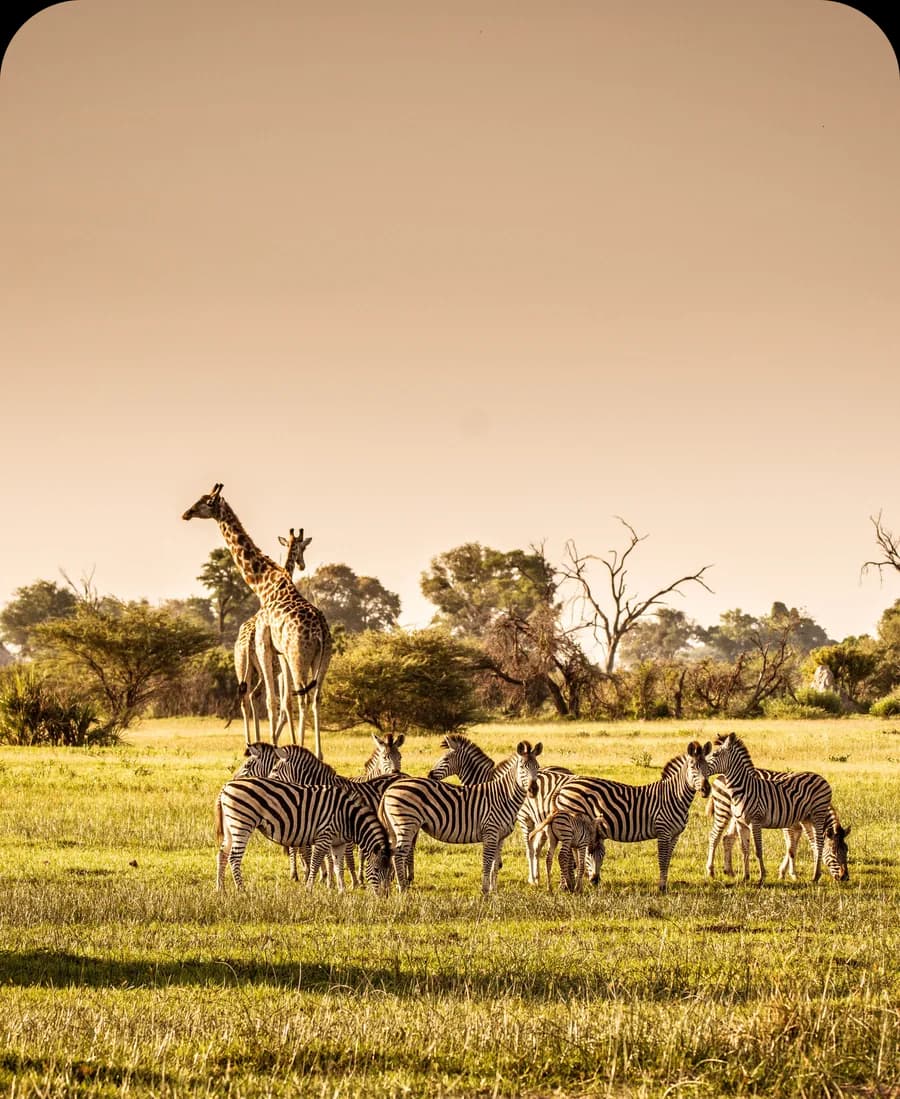 África